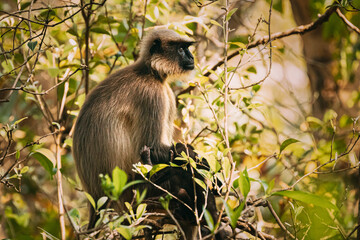 Goa, India. Funny Gray Langur Monkey With Newborn Sitting On Of Tree Branch. Monkey With Baby