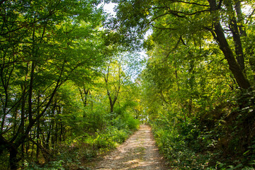 Fototapeta premium Forest path to the castle of Gymes