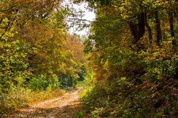 Forest path to the castle of Gymes