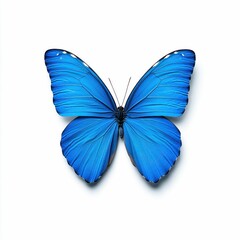 Obraz premium Beautiful Blue Butterfly on a White Background