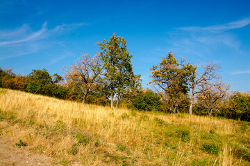 Glade and forest in the Gymes