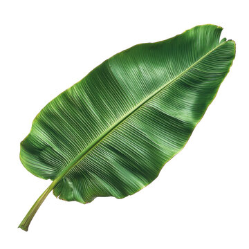 recommend clip art: Green Banana Leaf Isolated on PNG Transparent Background