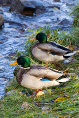 Two ducks are sitting on the grass near a river. The ducks are looking at the camera