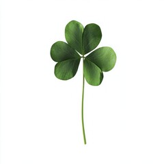 Single green four-leaf clover isolated on white.