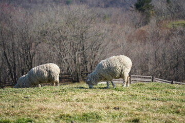 Obraz premium Sheep grazing on the grass in the meadow on a sunny day