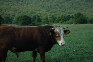 cows in a field