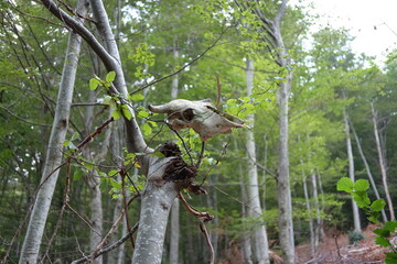 Skull in tree