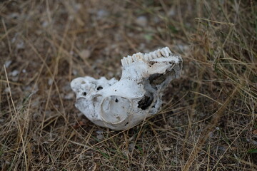 skull on grass