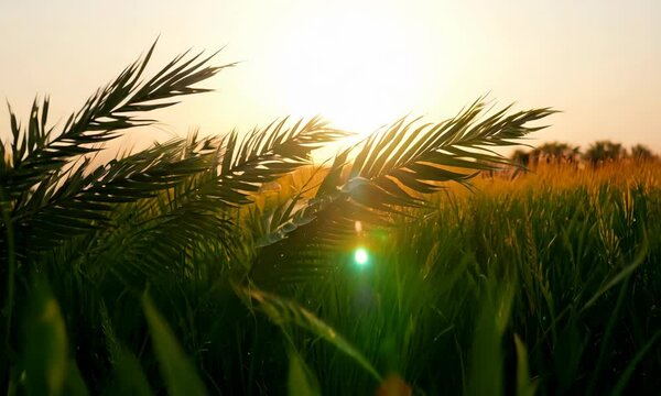 Palm Sunday concept Palm leaves and meadow sunrise background