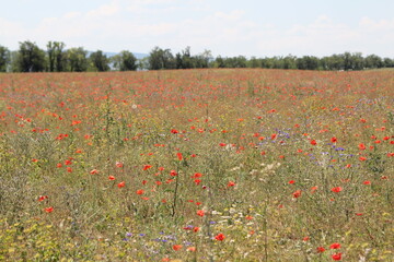Poppy field in Ukraine