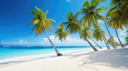 beach palm trees border