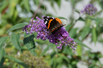 Red admiral butterfly (Vanessa Atalanta) perched on summer lilac in Zurich, Switzerland