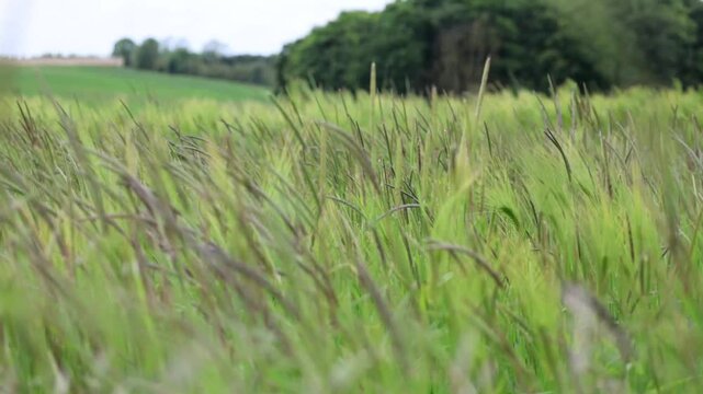 Agricultural Grass Crop Swaing In The Wind Close-Up