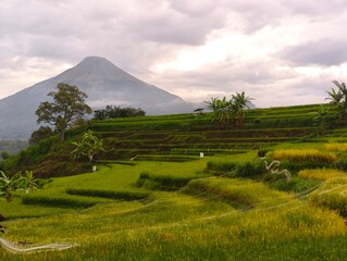 A breathtaking landscape showcasing terraced rice fields cascading down a hillside, framed by lush greenery and a majestic volcano in the distance.