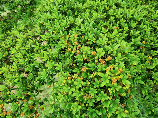 Commiphora wightii, the Indian bdellium tree or Mukul myrrh tree, is a flowering plant in the...