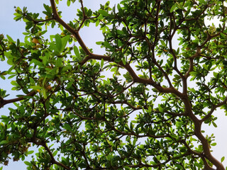 Commiphora wightii, the Indian bdellium tree or Mukul myrrh tree, is a flowering plant in the Burseraceae family. grows thickly around rice fields in Indonesia with background sky blue