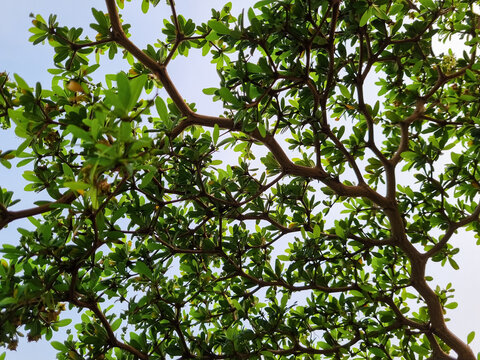 Commiphora wightii, the Indian bdellium tree or Mukul myrrh tree, is a flowering plant in the Burseraceae family. grows thickly around rice fields in Indonesia with background sky blue