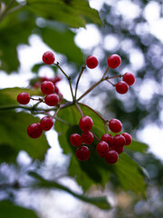 Red berries on a tree. Viburnum opulus, the guelder rose.