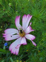 bee on pink flower