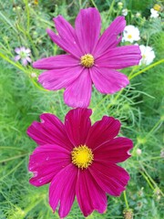 Obraz premium pink cosmos flower