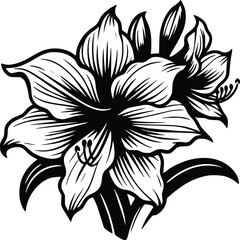 Amaryllis Bold Black and White Illustration