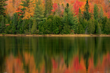 Pine Reflections (2024)