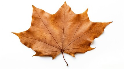 Naklejka premium crinkled fall leaf isolated on white
