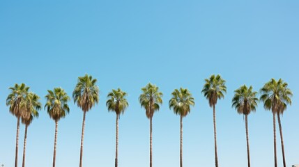 Fototapeta premium green palm tree row