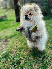 From Fluff to Mud: An adorable Pomeranian puppy's playful transformation captured after an enthusiastic outdoor adventure. 