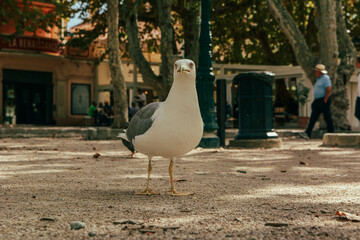 A graceful seagull perched on a park bench, captured in soft natural daylight. The bird's pristine white feathers contrast beautifully with the green park surroundings.