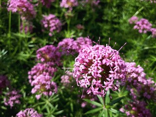 Close-Up of Pink Valerian Flowers in Bloom