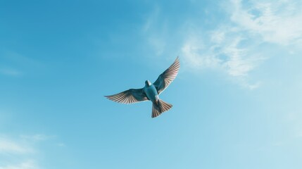 Obraz premium soar clear sky blue sky