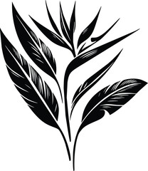 Black and White Illustration of a Bird of Paradise Flower