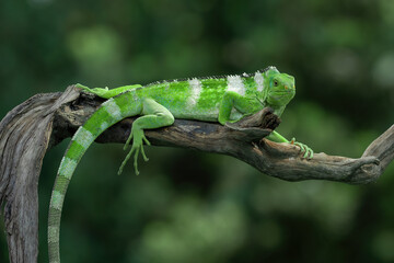 Fiji Banded Iguanas
(Brachylophus bulabula) are bright green lizard with crested spines and long...