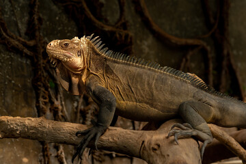 Lesser Antillean iguana (Iguana delicatissima) or West Indian iguana is a large arboreal lizard endemic to the Lesser Antilles.