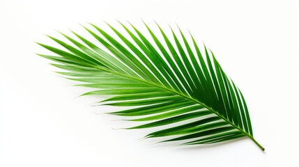 Obraz premium nature palm leaf on white