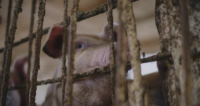 Sounder of Pigs on Rural Farm for Pork Farming