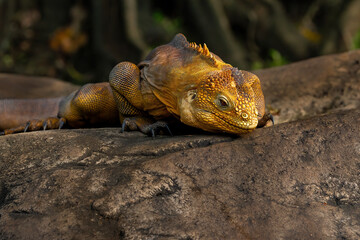 Galápagos Land Iguana (Conolophus subcristatus) is a very large species of lizard in the family...