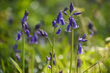 Jacinthes (Hyacinthoides non-scripta) sauvages dans la for&ecirc;t