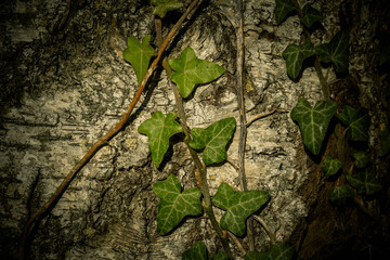 Lierre (hedera helix) sur un tronc de bouleau