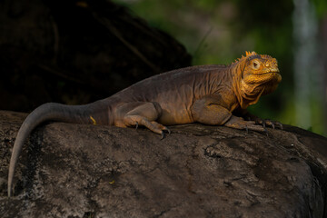 Galápagos Land Iguana (Conolophus subcristatus) is a very large species of lizard in the family...