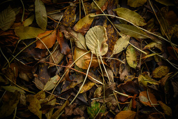 Feuilles mortes au sol en automne