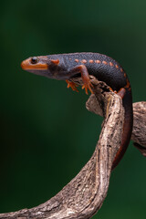 Himalayan Newt or Crocodile Newt (Tylototriton verrucosus) is a species of newt found in Southeast...
