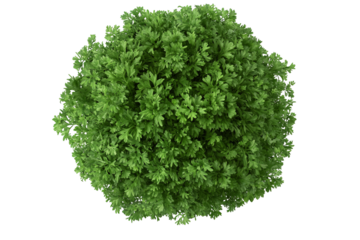 a green bush with leaves