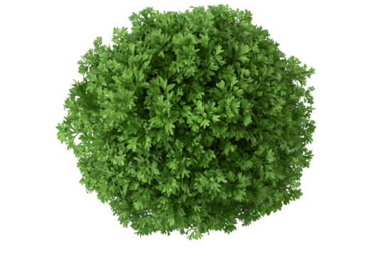 a green bush with leaves