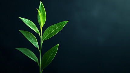 Fototapeta premium Close-up of a vibrant green plant with elongated leaves, set against a dark, blurred background.