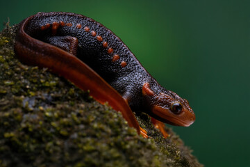 Himalayan Newt or Crocodile Newt (Tylototriton verrucosus) is a species of newt found in Southeast...