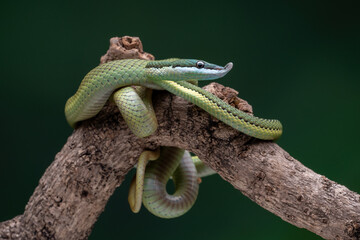 Baron's Green Racer (Philodryas baroni) is a snake species found in the South America.