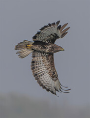 Poiana (Buteo buteo)