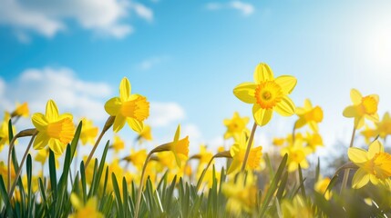 primrose spring garden flowers